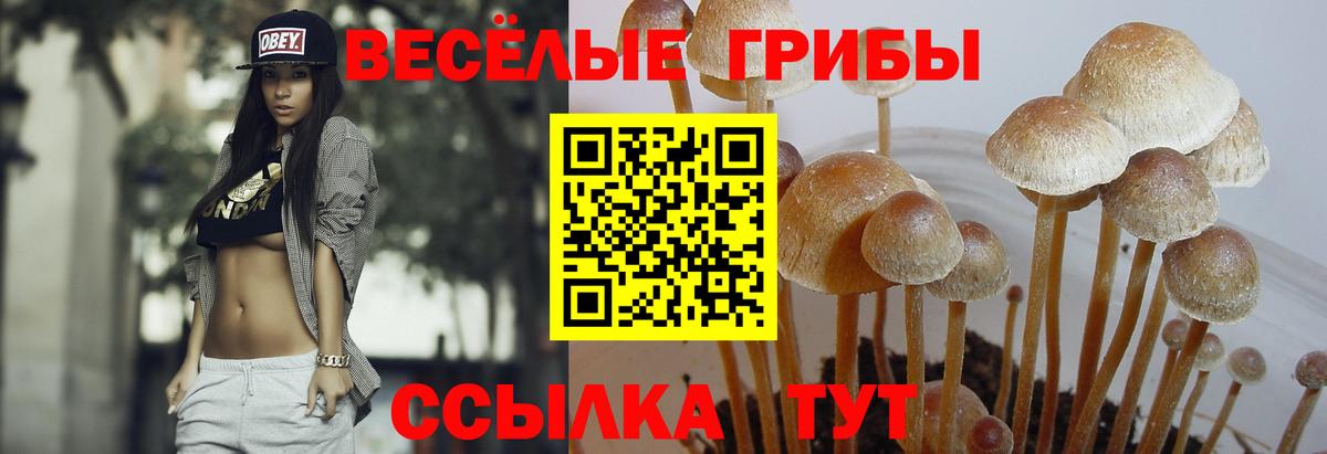 Красноярск  Галлюциногенные грибы Cubensis  Вход с VPN 